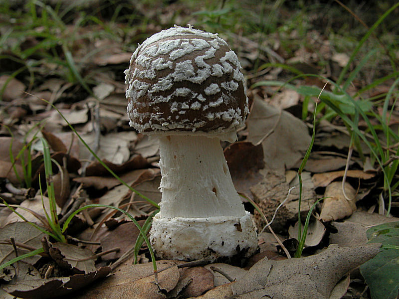 foto d''archivio (Amanita pantherina)